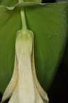 Perfoliate bellwort